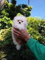 Show White Teddy Bear, a male Pomeranian for sale in West Palm Beach, FL – 9 of 10