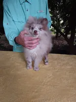 Rare Lilac Merle, blue eyes, a male Pomeranian for sale in West Palm Beach, FL – 4 of 10