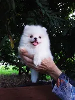 Tiny Ice White Teddy Bear, a male Pomeranian for sale in West Palm Beach, FL – 3 of 10