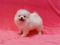Snow White, a female Pomeranian for sale in West Palm Beach, FL – 7 of 9