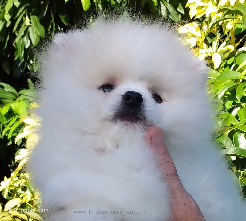 Show White Teddy Bear – Pomeranian puppy for sale in West Palm Beach, FL