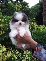 Teddy Bear, blue eyes, a male Pomeranian for sale in West Palm Beach, FL – 6 of 10