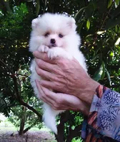 White Teddy Bear, a female Pomeranian for sale in West Palm Beach, FL – 5 of 10