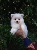 White Teddy Bear Baby, a female Pomeranian for sale in West Palm Beach, FL – 3 of 7