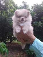 Toffee, a male Pomeranian for sale in West Palm Beach, FL – 3 of 10