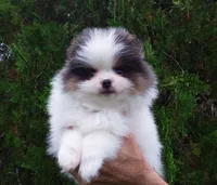 Teddy Bear, blue eyes, a male Pomeranian for sale in West Palm Beach, FL – 9 of 10