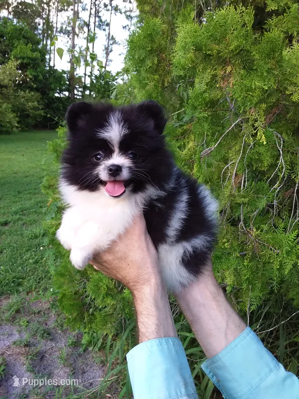 White with   Black – Pomeranian puppy for sale in West Palm Beach, FL