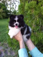 White with   Black, a male Pomeranian for sale in West Palm Beach, FL – 1 of 8