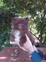COCO, a female Pomeranian for sale in West Palm Beach, FL – 2 of 10