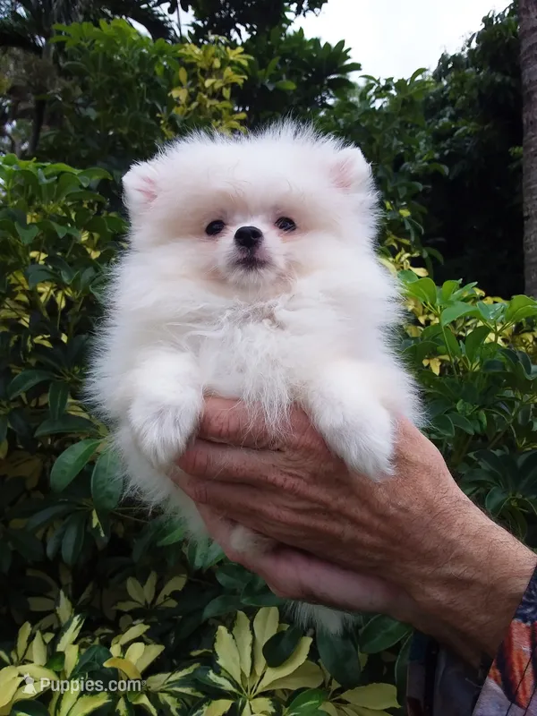 Teacup Snow White Baby – Pomeranian puppy for sale in West Palm Beach, FL