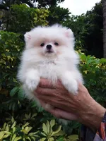 Snow White Baby, a female Pomeranian for sale in West Palm Beach, FL – 4 of 10