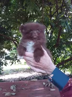 COCO, a female Pomeranian for sale in West Palm Beach, FL – 4 of 10