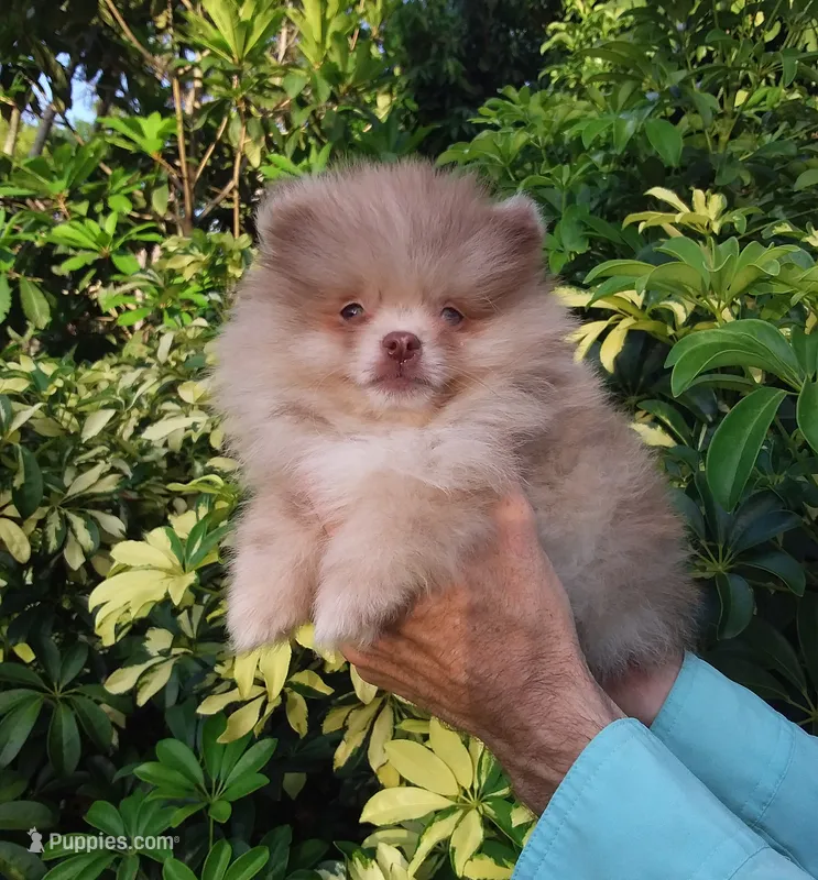 Teddy Bear  Chocolate  Merle, blue eyes, a male Pomeranian for sale in West Palm Beach, FL – 1 of 5