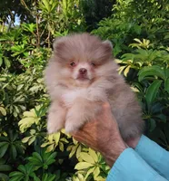 Teddy Bear  Chocolate  Merle, blue eyes, a male Pomeranian for sale in West Palm Beach, FL – 1 of 5