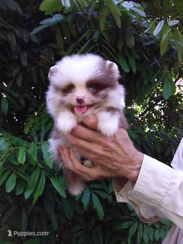 Panda – Pomeranian puppy for sale in West Palm Beach, FL