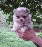 Chocolate  Merle Teddy Bear , blue eyes, a female Pomeranian for sale in West Palm Beach, FL – 2 of 8