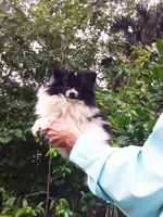 Baby, a female Pomeranian for sale in West Palm Beach, FL – 7 of 10