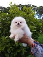 Tiny Ice White Teddy Bear, a male Pomeranian for sale in West Palm Beach, FL – 6 of 10