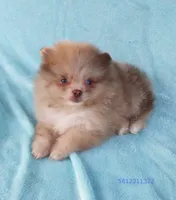Tiny rare Chocolate Merle, a male Pomeranian for sale in West Palm Beach, FL – 5 of 10