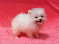 Snow White, a female Pomeranian for sale in West Palm Beach, FL – 5 of 9