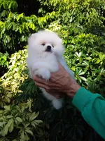 Show White Teddy Bear, a male Pomeranian for sale in West Palm Beach, FL – 10 of 10