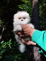 Plush White, a male Pomeranian for sale in West Palm Beach, FL – 9 of 9