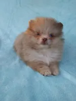 Teacup Merle, a  Pomeranian for sale in West Palm Beach, FL – 10 of 10