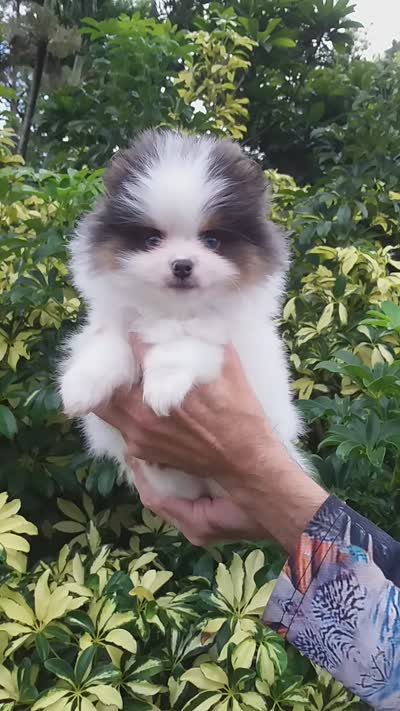 Teddy Bear, blue eyes, a male Pomeranian for sale in West Palm Beach, FL – 10 of 10