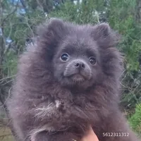 Blue Bear, a female Pomeranian for sale in West Palm Beach, FL – Photo 1 of 10