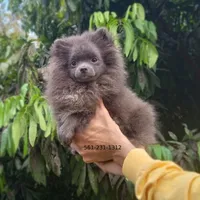 Blue Bear, a female Pomeranian for sale in West Palm Beach, FL – Photo 2 of 10