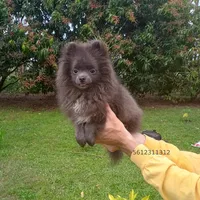 Blue Bear, a female Pomeranian for sale in West Palm Beach, FL – Photo 6 of 10