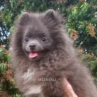 Blue Bear, a female Pomeranian for sale in West Palm Beach, FL – Photo 5 of 10