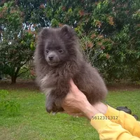 Blue Bear, a female Pomeranian for sale in West Palm Beach, FL – Photo 7 of 10