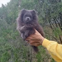 Blue Bear, a female Pomeranian for sale in West Palm Beach, FL – Photo 8 of 10