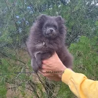 Blue Bear, a female Pomeranian for sale in West Palm Beach, FL – Photo 3 of 10