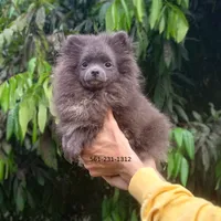 Blue Bear, a female Pomeranian for sale in West Palm Beach, FL – Photo 10 of 10