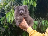 Blue Bear, a female Pomeranian for sale in West Palm Beach, FL – Photo 10 of 10