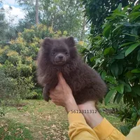 Blue Bear, a female Pomeranian for sale in West Palm Beach, FL – Photo 4 of 10