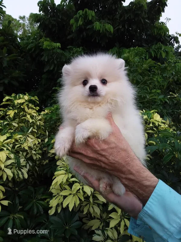 White Cloud – Pomeranian puppy for sale in West Palm Beach, FL