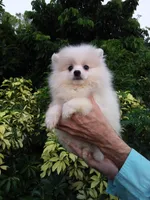 White Cloud, a female Pomeranian for sale in West Palm Beach, FL – 1 of 5
