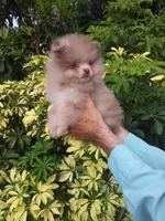 Exclusive Chocolate  Merle, a male Pomeranian for sale in West Palm Beach, FL – 10 of 10