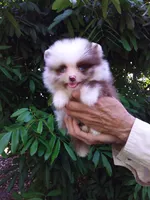 Panda, a male Pomeranian for sale in West Palm Beach, FL – 7 of 10