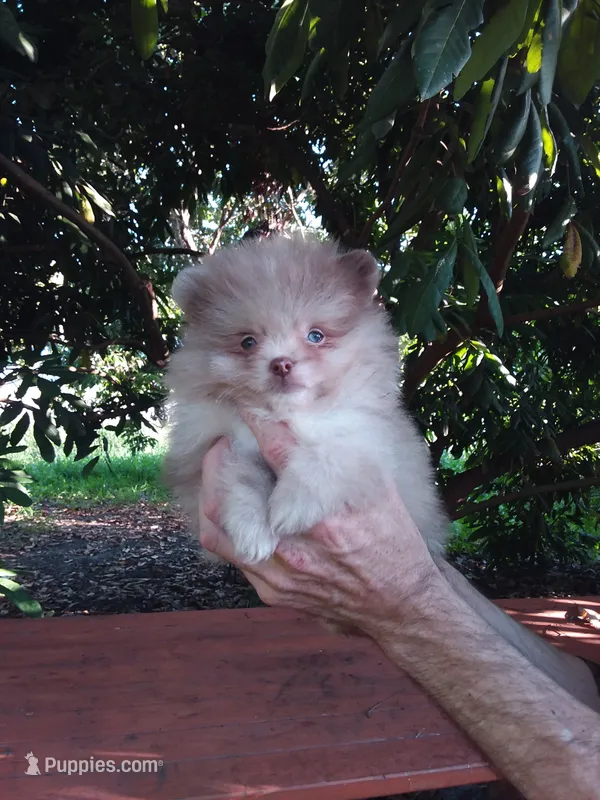 Teacup Chocolate   Merle, blue eyes – Pomeranian puppy for sale in West Palm Beach, FL