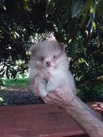 Exclusive Chocolate  Merle, blue eyes, a male Pomeranian for sale in West Palm Beach, FL – 2 of 10