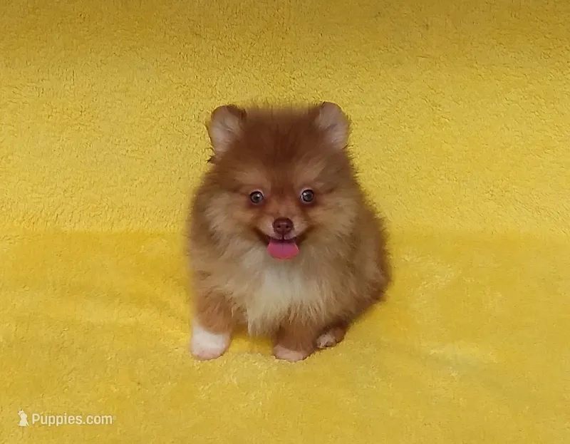 Snickers – Pomeranian puppy for sale in West Palm Beach, FL