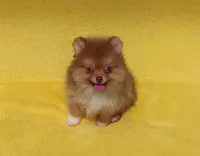 Snickers, a male Pomeranian for sale in West Palm Beach, FL – 1 of 8