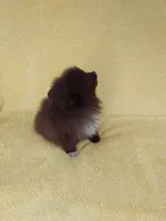 COCO, a female Pomeranian for sale in West Palm Beach, FL – 5 of 10
