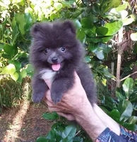 Sterling, a male Pomeranian for sale in West Palm Beach, FL – 4 of 9
