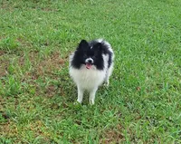 Baby, a female Pomeranian for sale in West Palm Beach, FL – 5 of 10