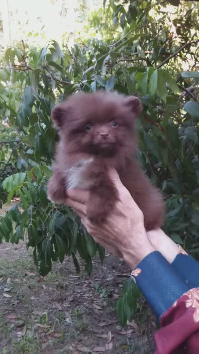 COCO, a female Pomeranian for sale in West Palm Beach, FL – 10 of 10